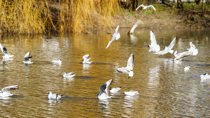 black headed seagulls on a lake near the sea