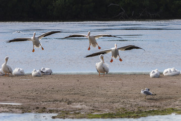 American White Pelican