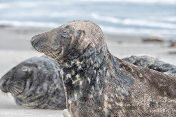 great grey seal