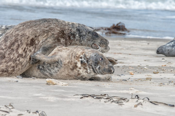 great grey seal