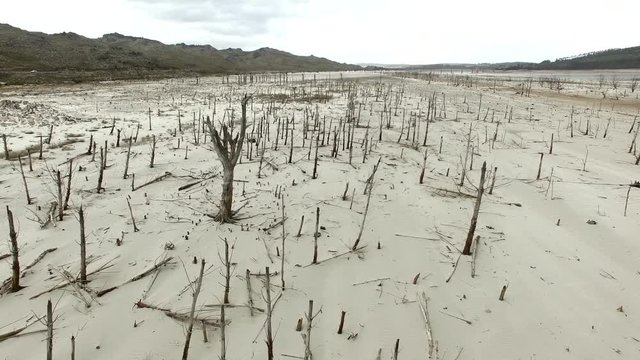 old dry trees in an arid dam