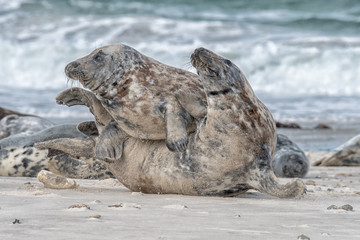 great grey seal