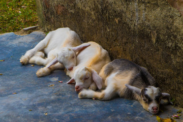 Baby Goats