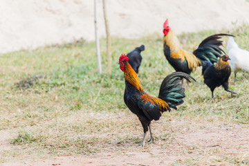 Rooster (Male Chicken) on a nature background