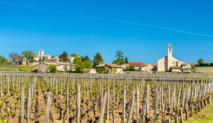 Vineyards near Saint Emilion, France