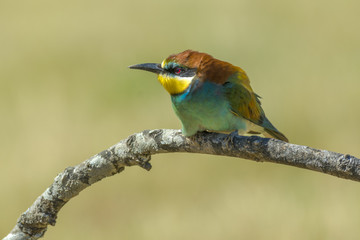 European bee-eater