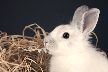 The rabbit hid in the hay.