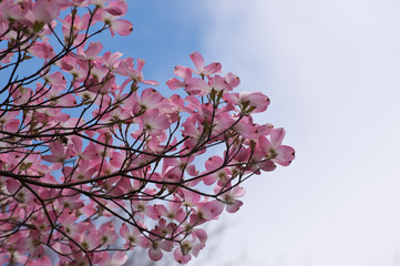 Pink dogwood tree with a blue and wite sky