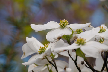 Several dogwood flowers in the sun with a blurred green and blue background