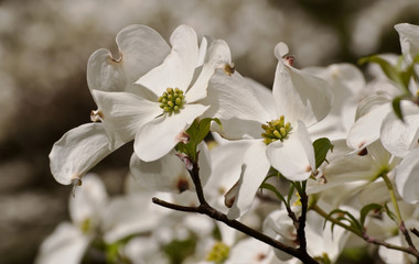 Several white dogwoods in the sun 