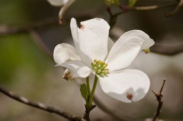 Single white dogwood flower