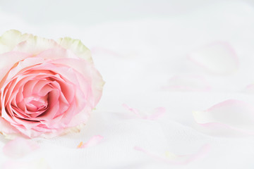 Fototapeta premium Floral styled stock photograph