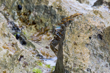 Krebs auf Felsen