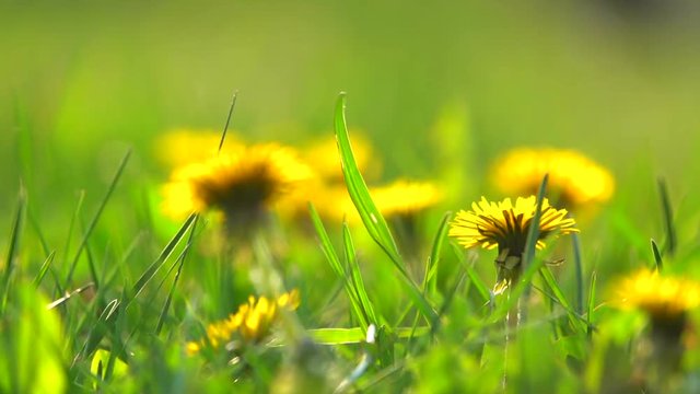 Dandelions on a green meadow on a sunny day, slow motion