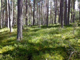 View of the forest in a sunny day