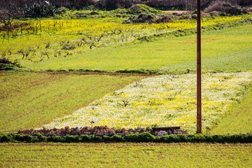Fields of grass, linear composition, on the outskirts of Mellieha, Malta