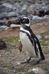 Obraz premium Pinguoins