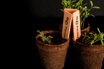 Peat pots of seedlings on a black background