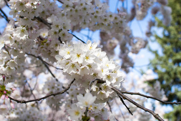 Gage Park Cherry Blossoms