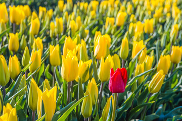 Red flowering tulip bloom between a large flower bed with only yellow tulips