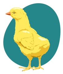 Young chicken on the farm