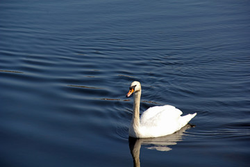 Swan on River Nith Scotland