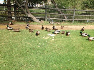 Duck Park Isla Vista California