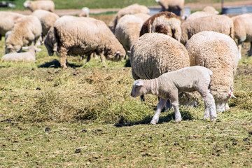 Obraz na płótnie Canvas Baby lamb with herd of sheep eating hay on farm