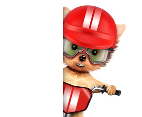 Funny racer dog with bike, helmet and googles