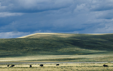 Free Range Cattle in Vast Open Landscape