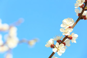Branch of blooming fruit tree against blue sky