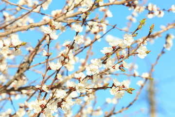Branches of blooming fruit tree on spring day