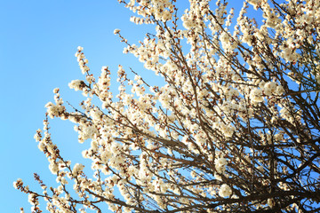 Branches of blooming fruit tree against blue sky