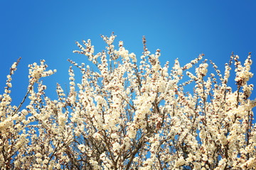 Branches of blooming fruit tree against blue sky