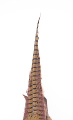 Pheasant feather, on a white background
