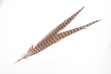 Pheasant feather, on a white background