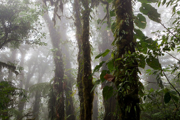 Deep in lush foggy rainforest
