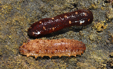 Pepino de mar, Holothuria sanctori