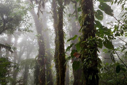Fototapeta Deep in lush foggy rainforest