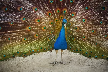 Fotobehang Beautiful peacock in zoological garden © Africa Studio