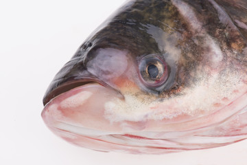 The head of the fish, close-up pictures