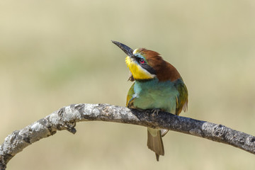 Merops apiaster