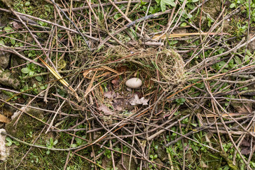 Coot (Fulica atra) nest with egg. Single speckled egg in nest made of sticks lined with grass and leaves, of bird in the family Rallidae