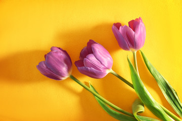 Beautiful lilac tulips on color background