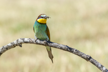 European bee-eater