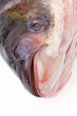 The head of the fish, close-up pictures