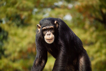 Monkey Looking at the Camera