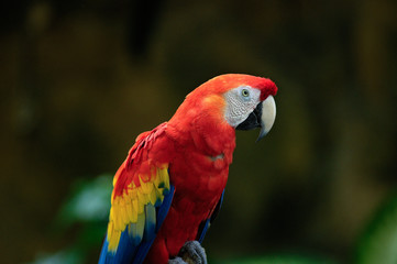 Plakat Isolated Red and Yellow Macaw Sitting on Perch in Garden