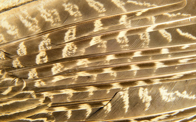 Pheasant feather