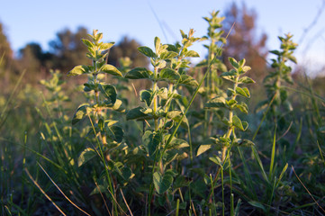 Oregano (Origanum vulgare)